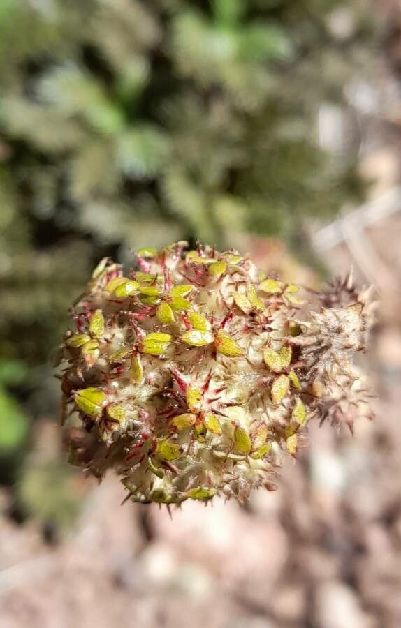 Acaena caespitosa flower