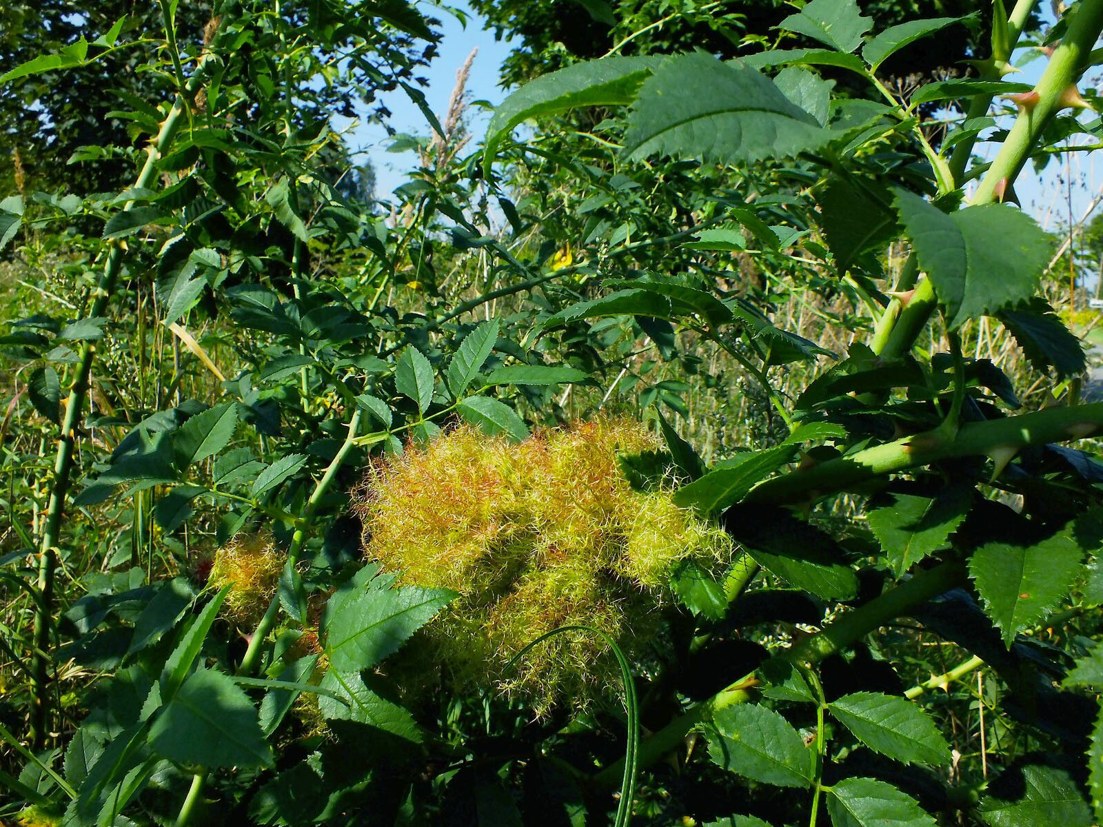 Rosa squarrosa habit