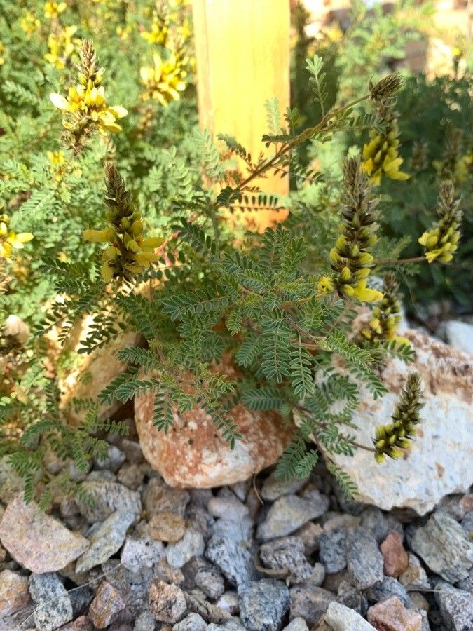 Dalea bicolor — related species from the same genus