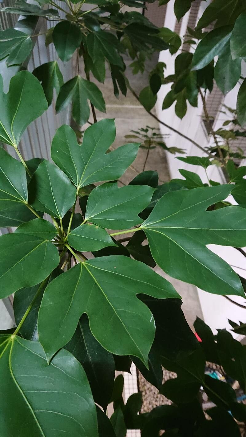 Dendropanax trifidus leaf