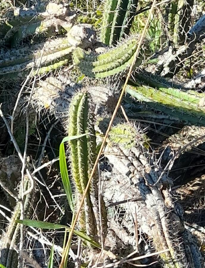 Praecereus euchlorus — search result for 'Cactaceae'