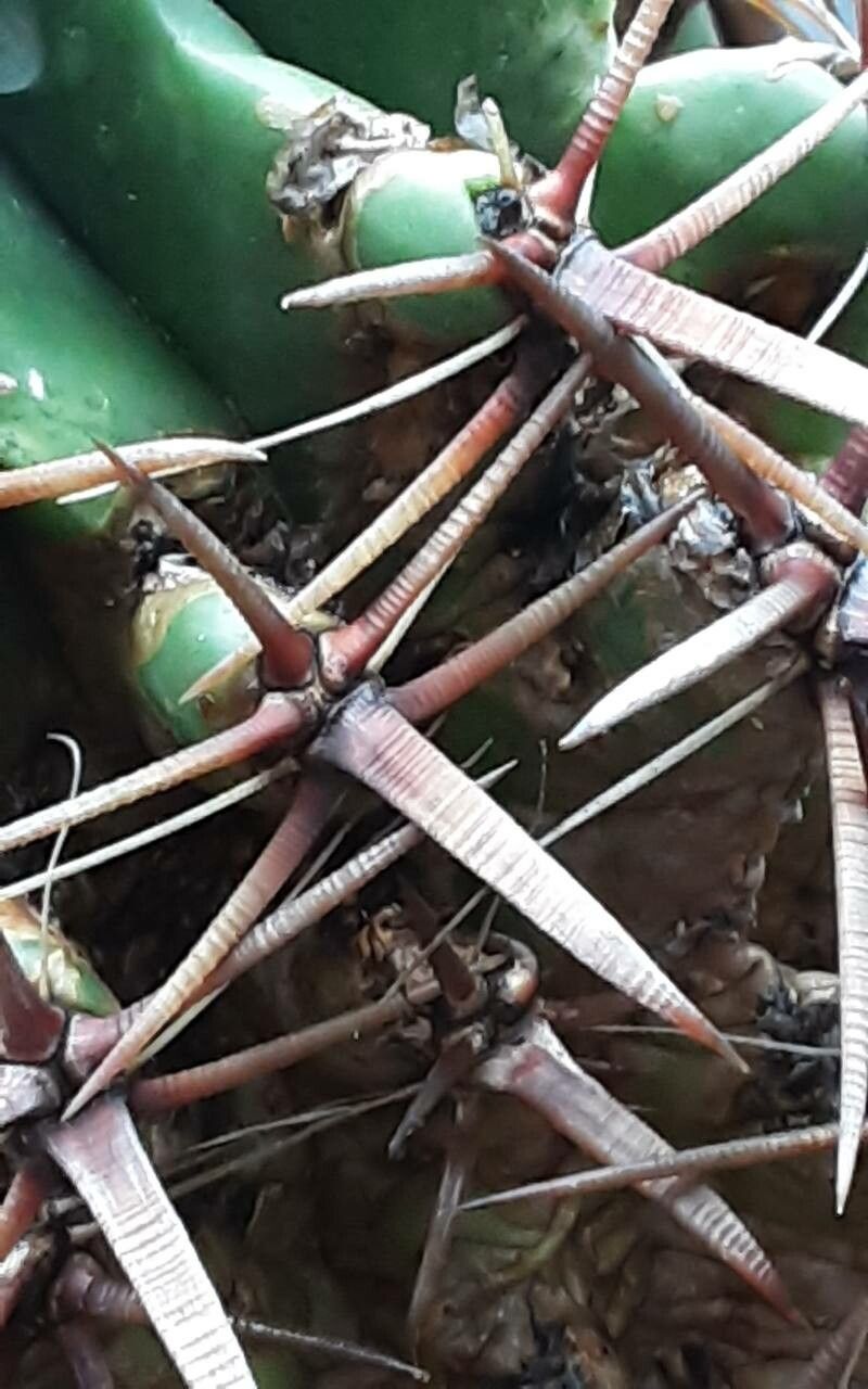 Ferocactus recurvus flower