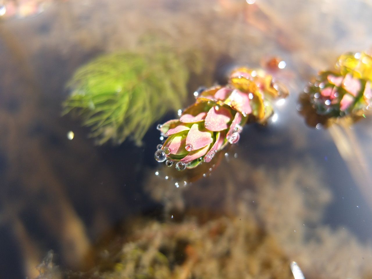 Myriophyllum quitense — search result for 'Myriophyllum'