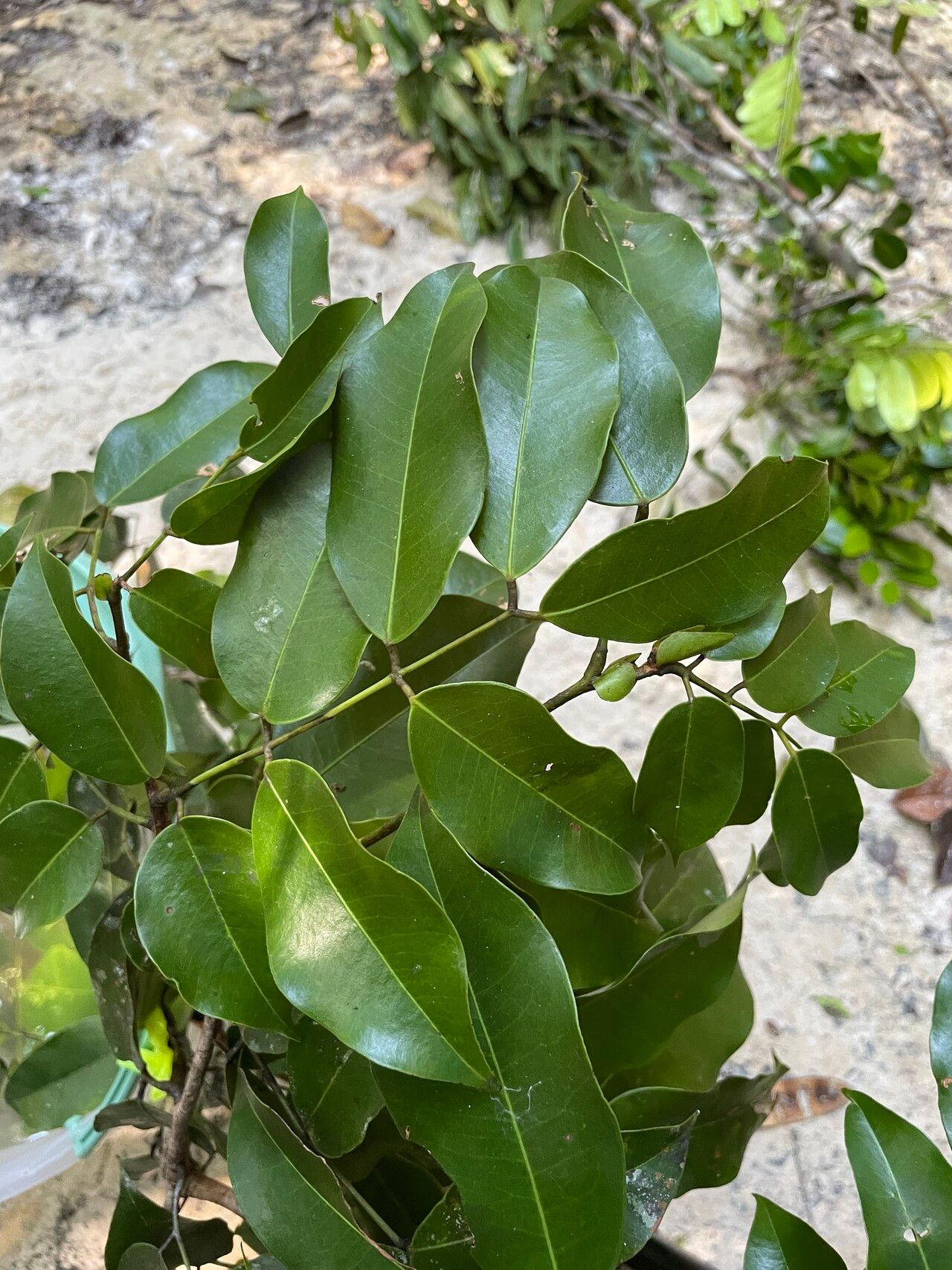 Eperua duckeana — related species from the same genus