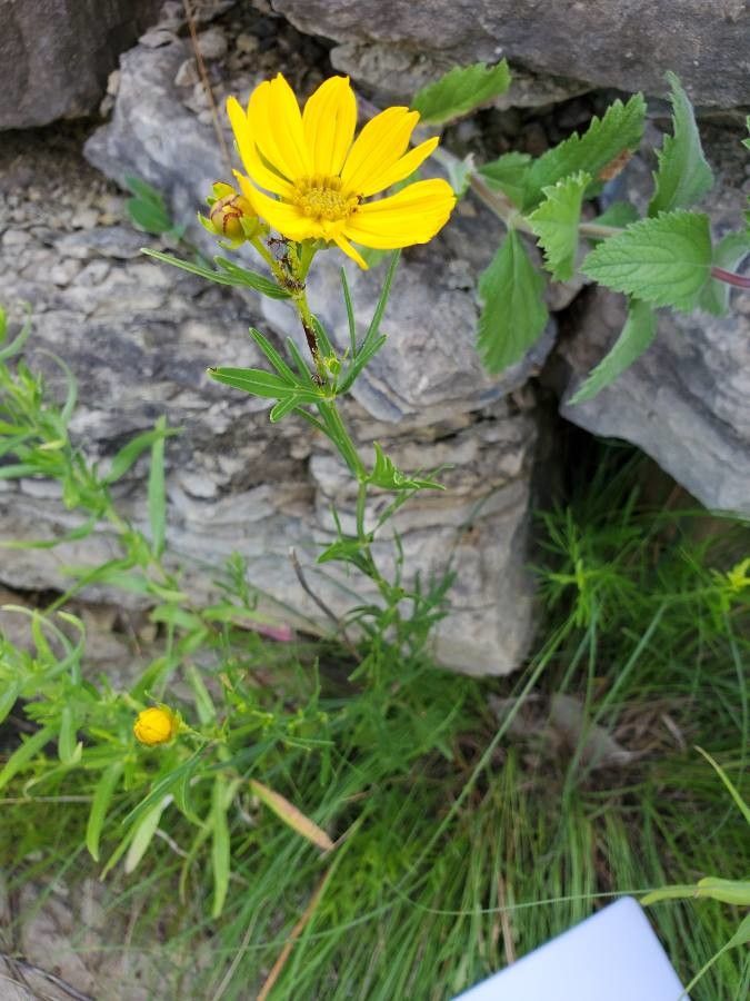 Coreopsis palmata flower