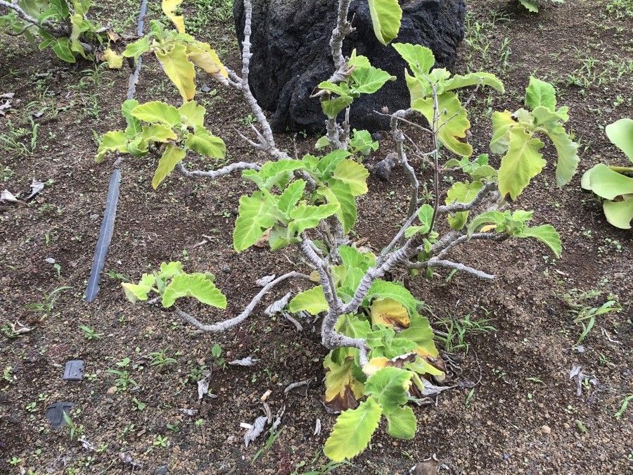 Salvia broussonetii habit