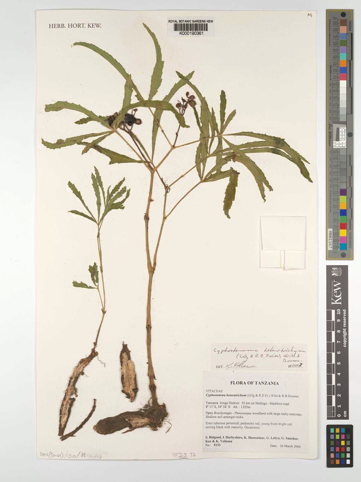 Cyphostemma heterotrichum — houseplant care guide