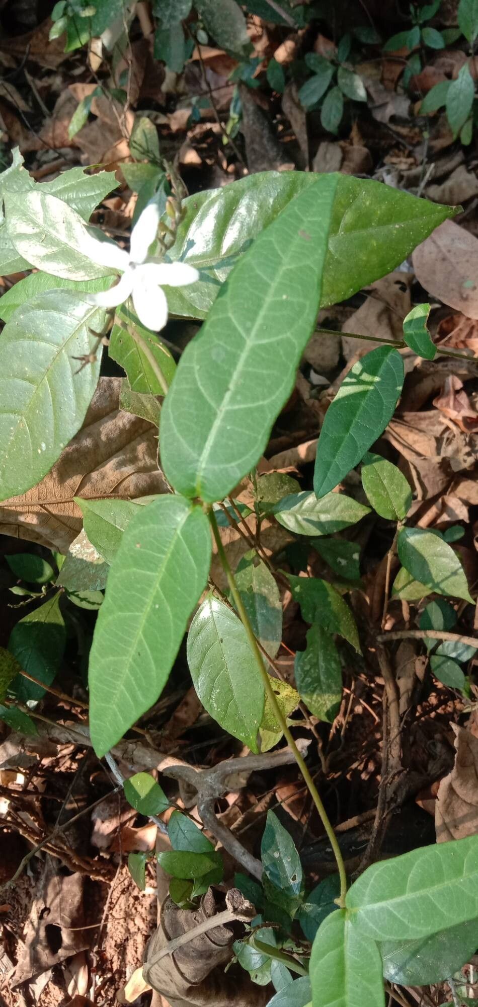 Pseuderanthemum latifolium — search result for 'Pseuderanthemum'