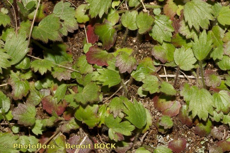Ranunculus gregarius habit
