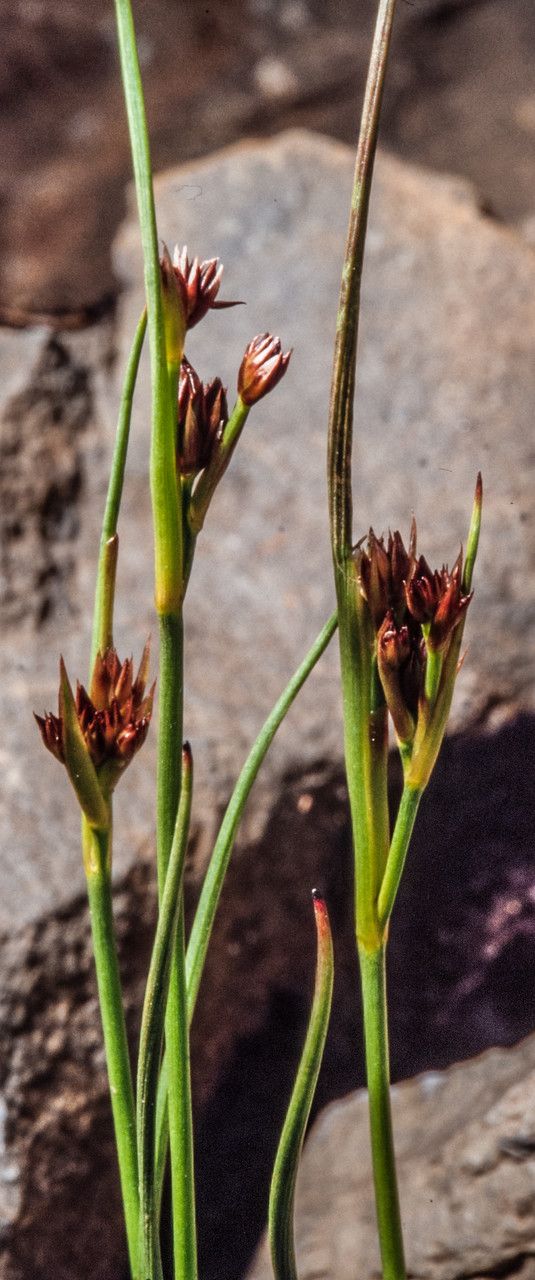 Juncus castaneus fruit