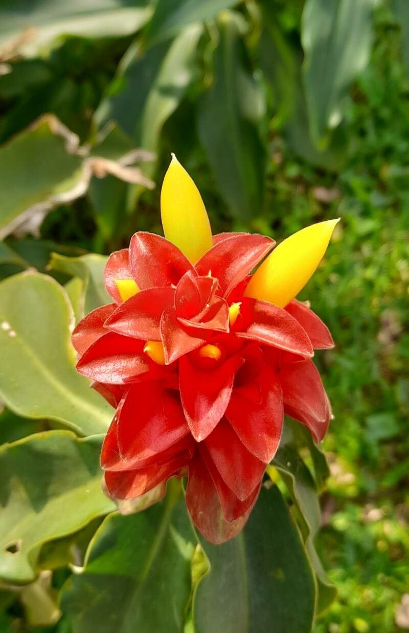 Costus barbatus flower