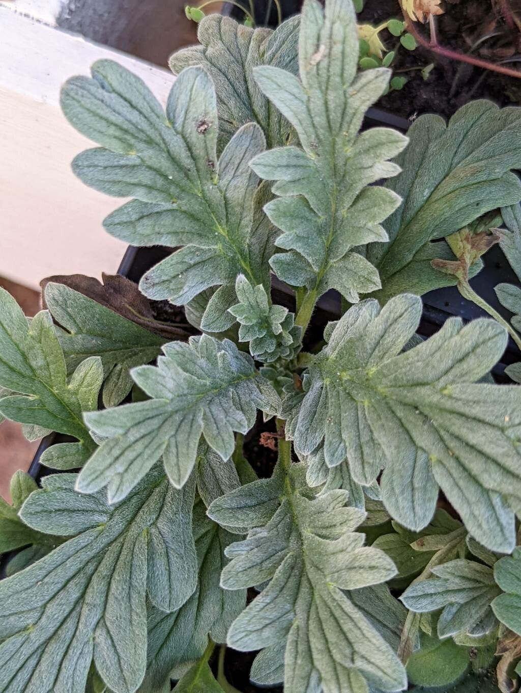 Phacelia sericea leaf