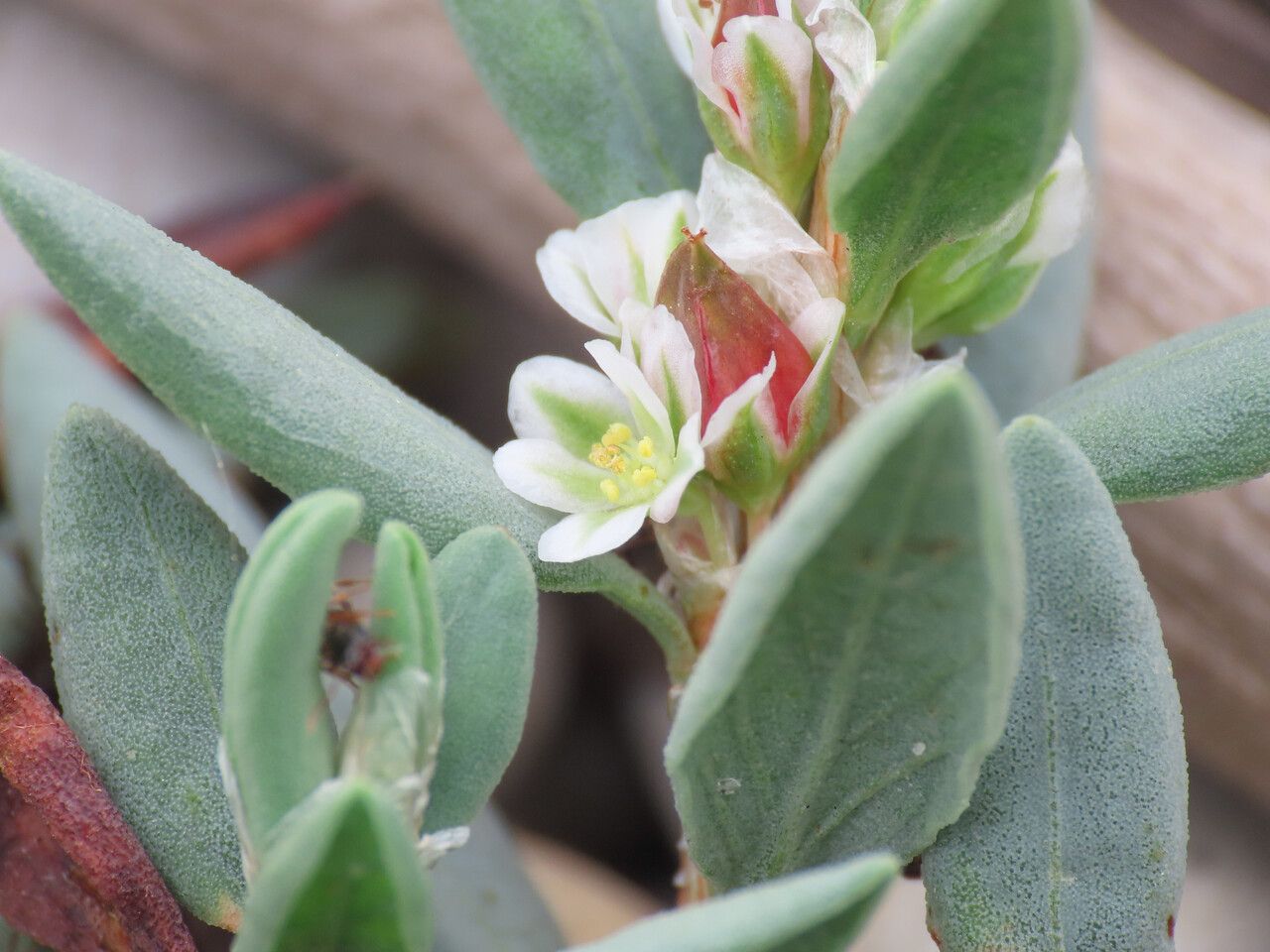 Polygonum maritimum flower
