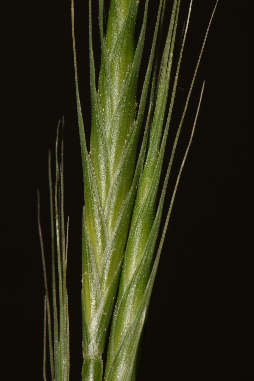 Trachynia distachya flower