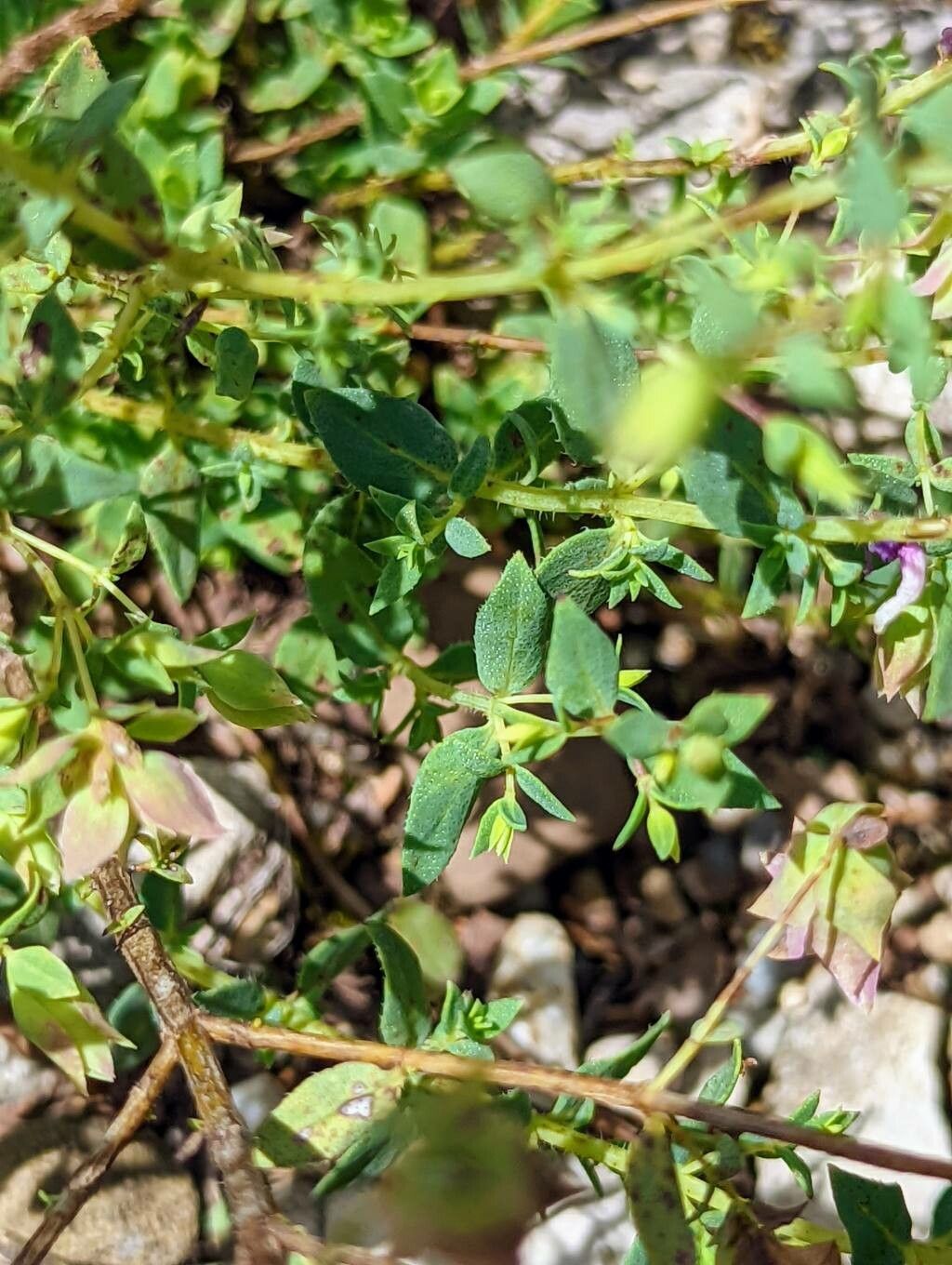 Origanum hypericifolium — houseplant care guide