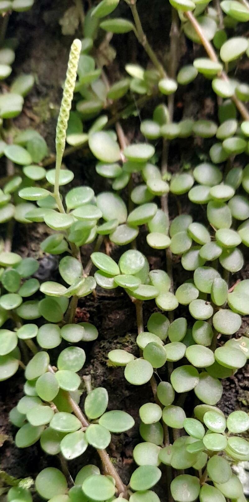 Peperomia lorentzii leaf