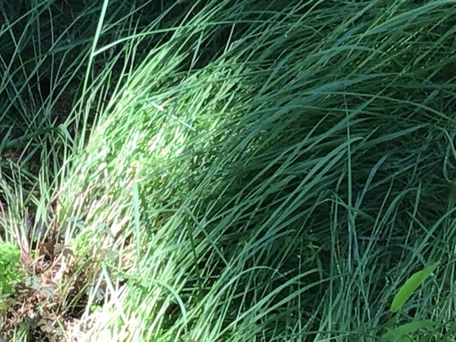 Panicum virgatum leaf