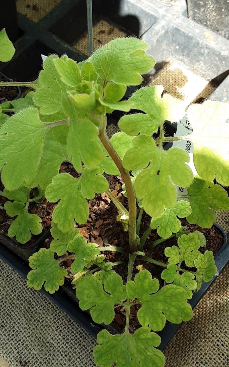 Meconopsis chelidoniifolia — search result for 'Meconopsis'