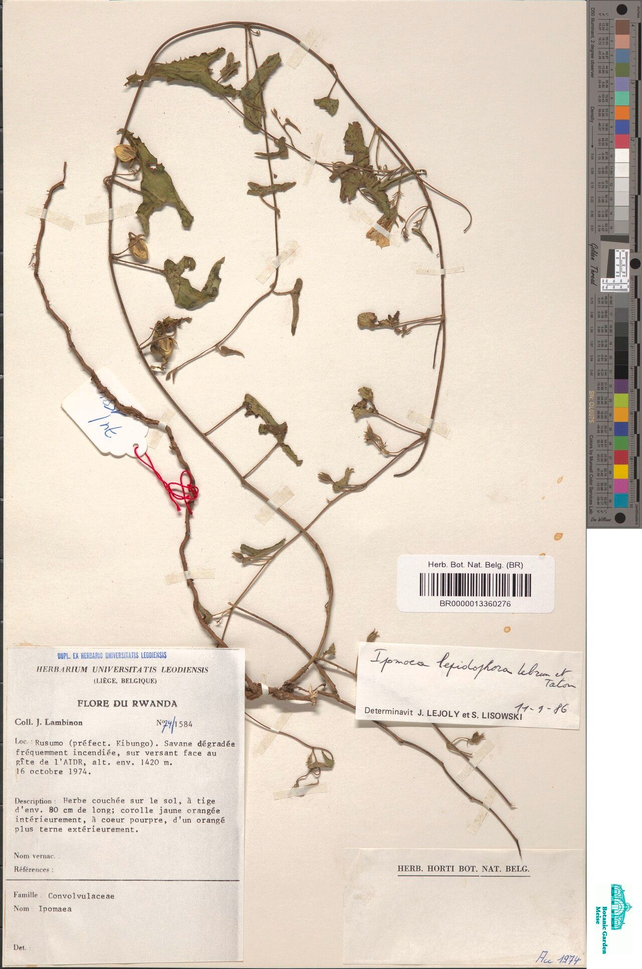 Ipomoea lepidophora — houseplant care guide