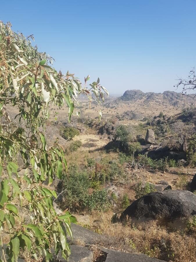 Croton gratissimus fruit