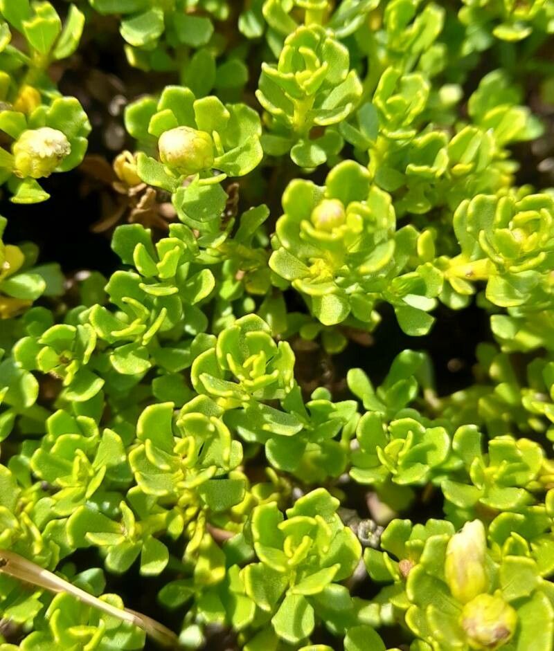 Baccharis magellanica leaf