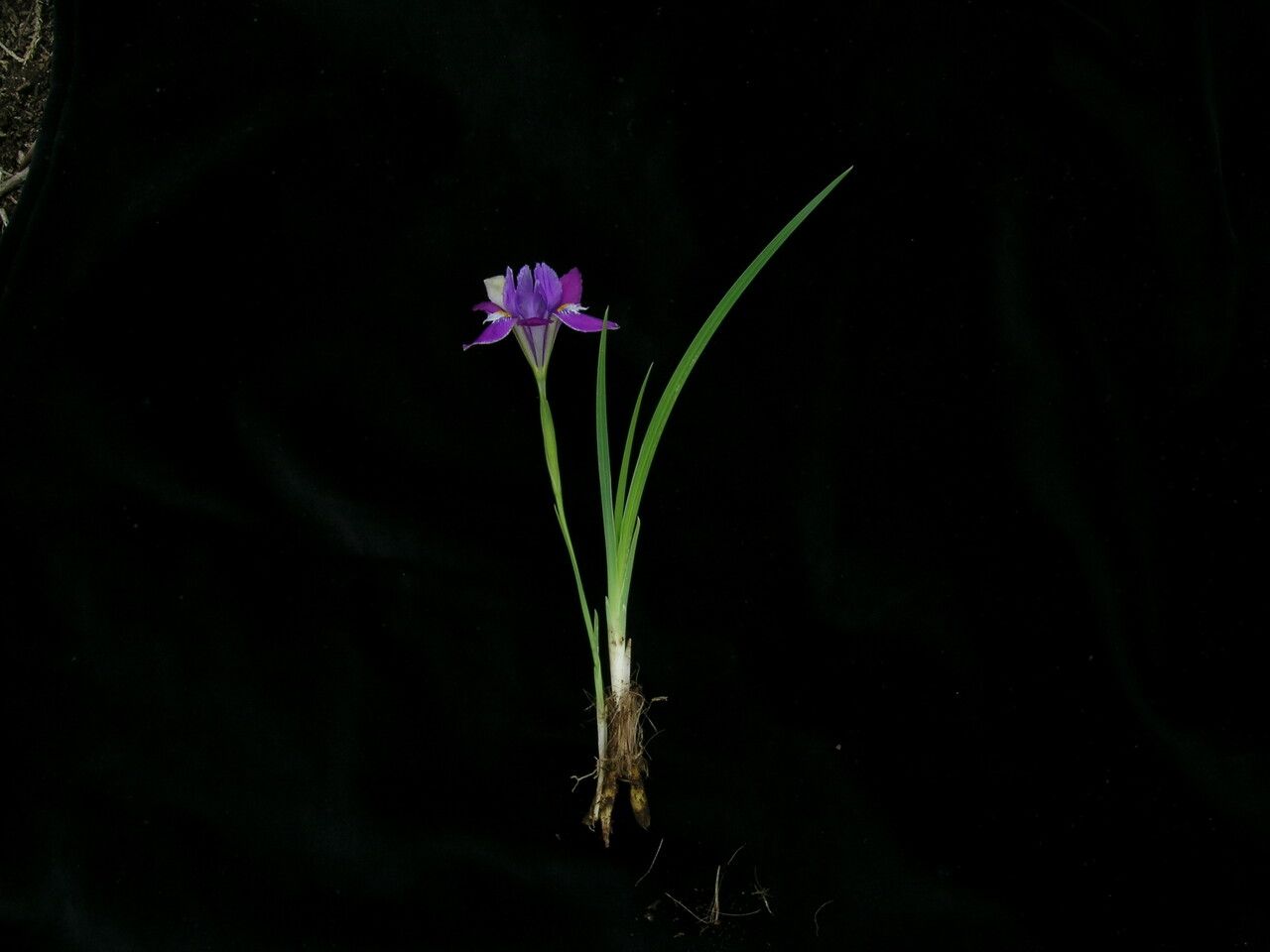 Iris decora habit