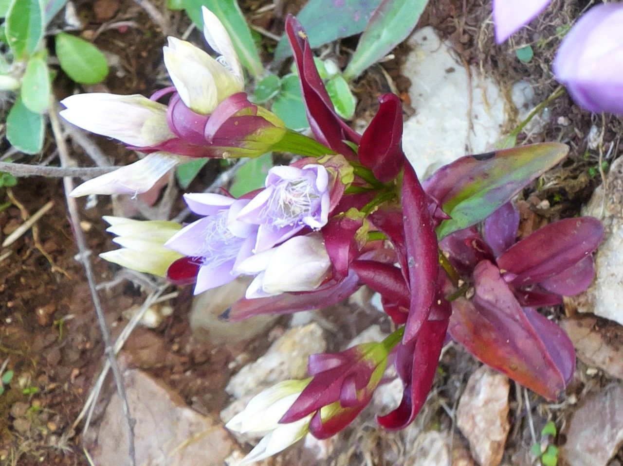Gentianella austriaca other