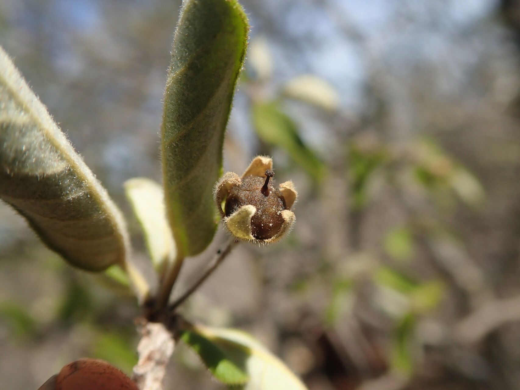 Bourreria scabra fruit
