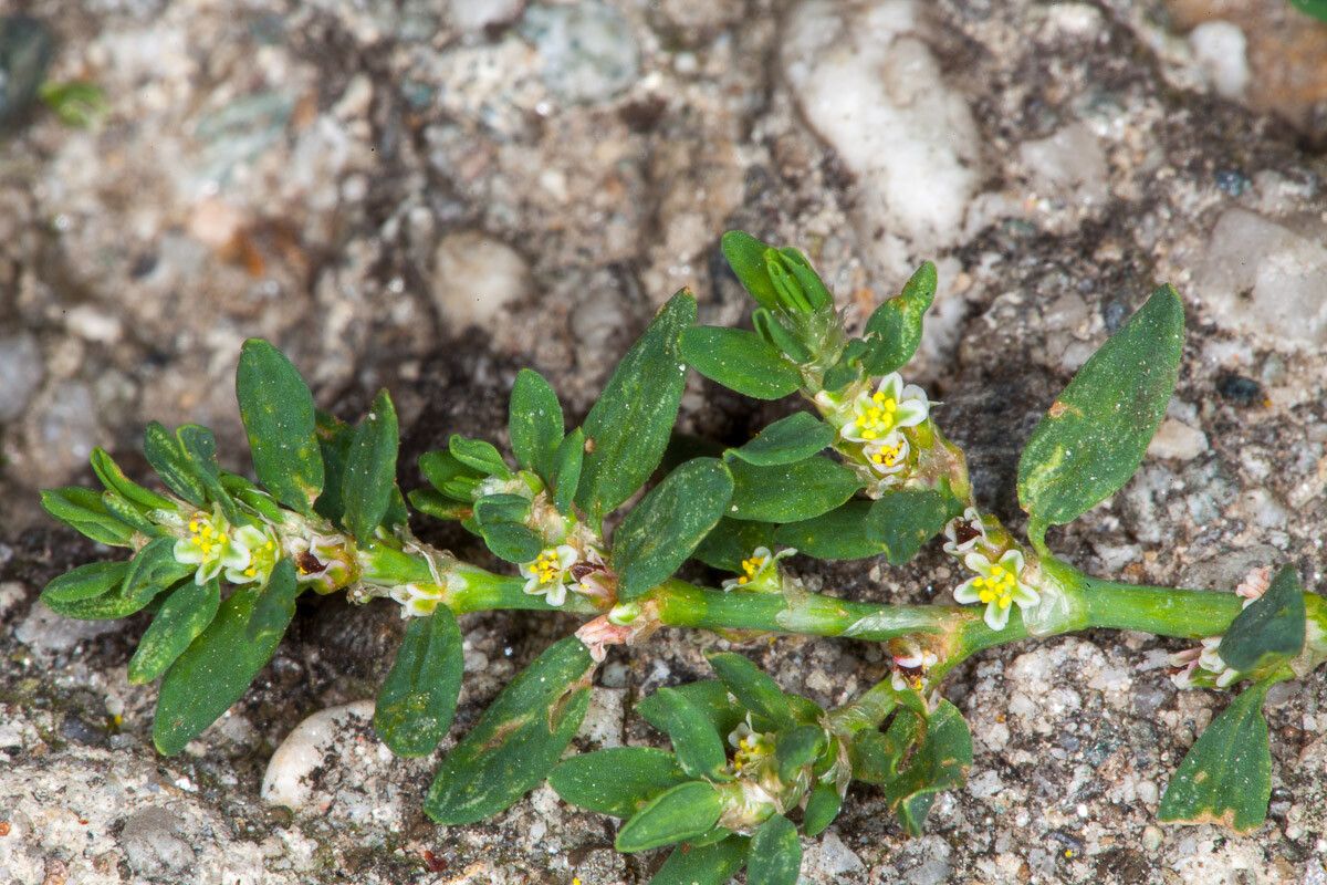 Polygonum arenastrum flower