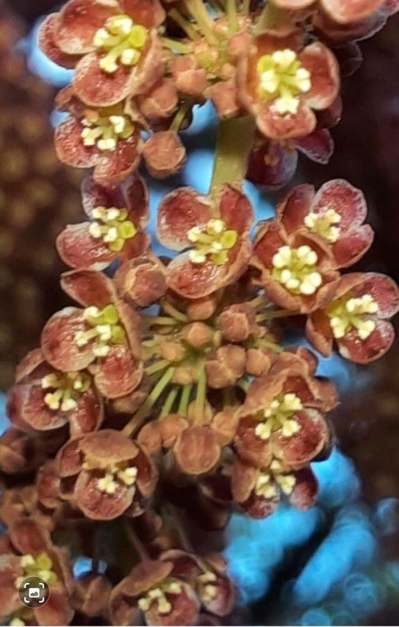 Phyllanthus acidus flower