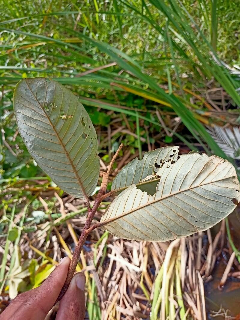 Couepia schottii leaf