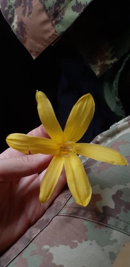 Triteleia montana flower