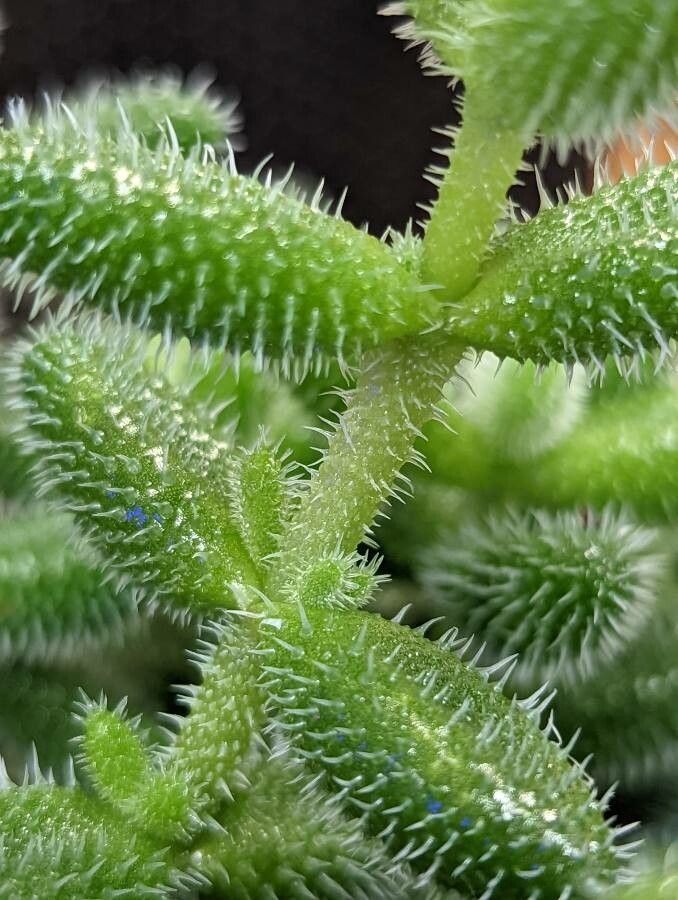 Delosperma echinatum bark