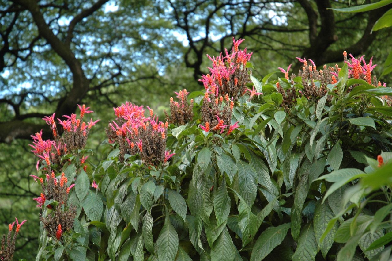 Aphelandra sinclairiana habit