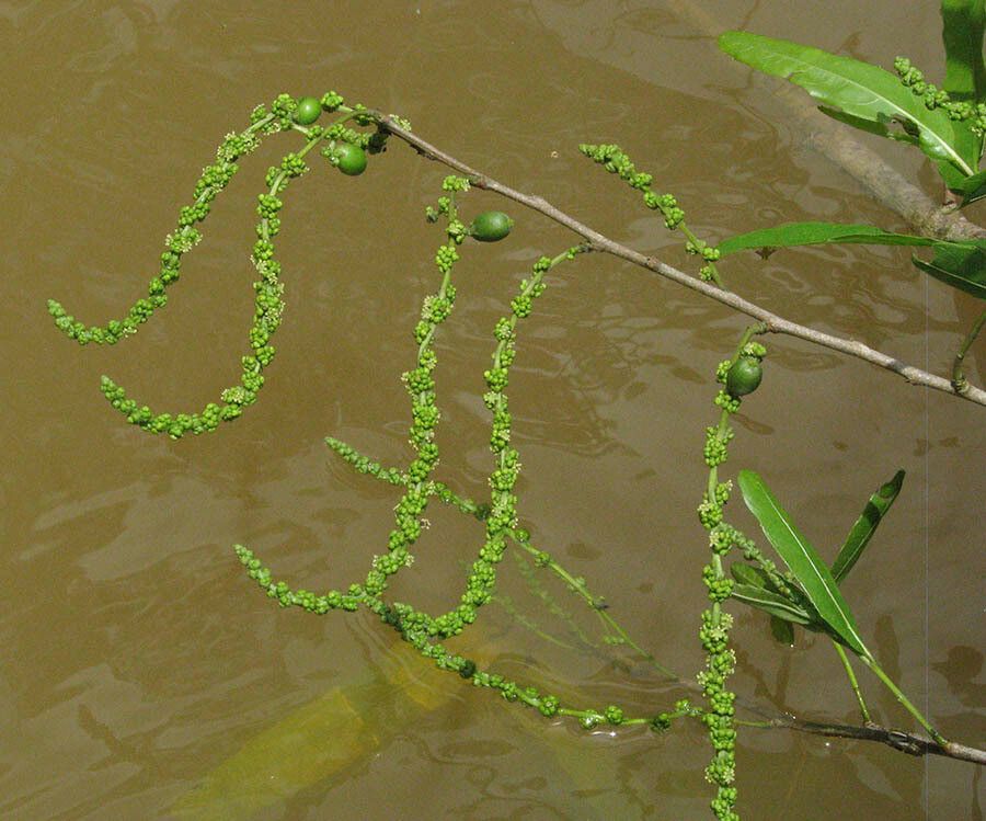 Alchornea castaneifolia fruit