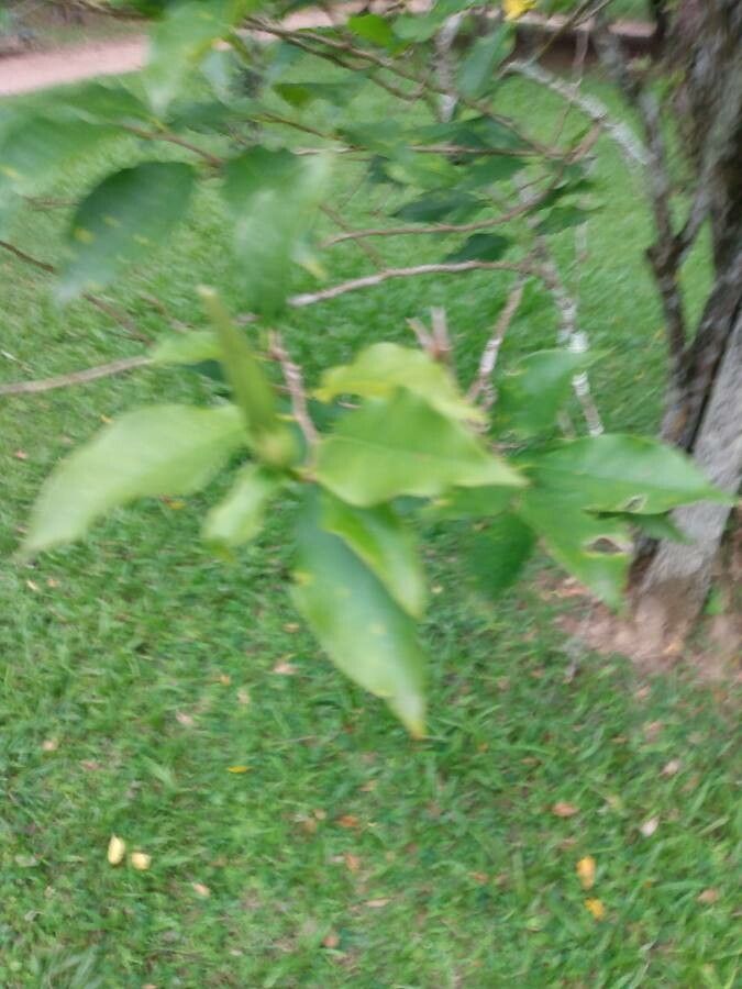 Dolichandrone spathacea — houseplant care guide