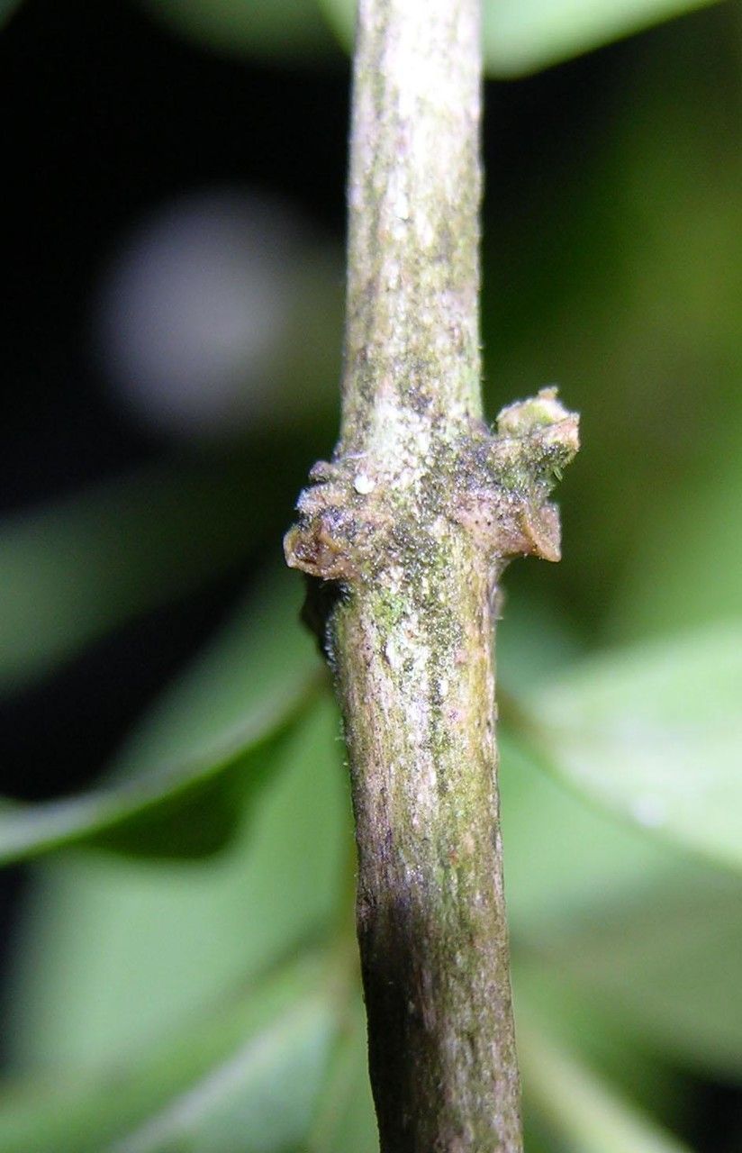 Volkameria ligustrina bark