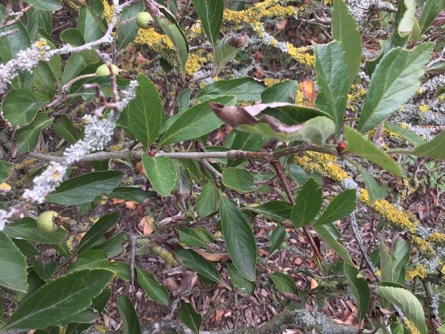 Crataegus mexicana other