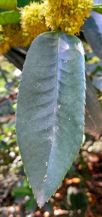 Ilex latifolia — search result for 'Ilex'