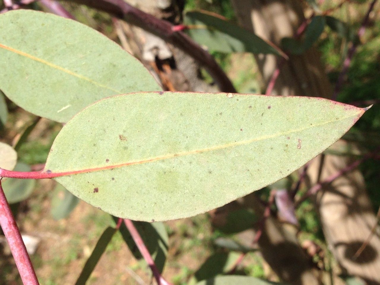 Eucalyptus socialis — houseplant care guide