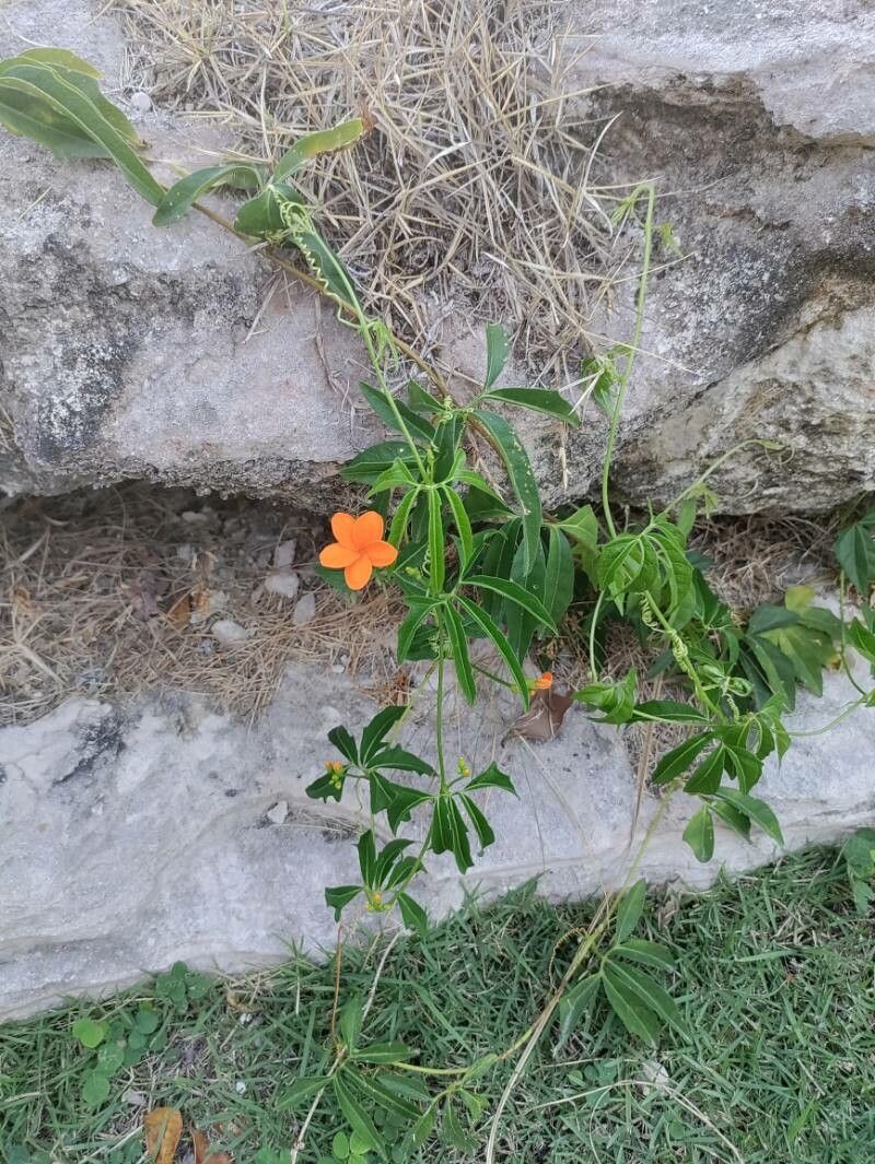 Psiguria pedata habit