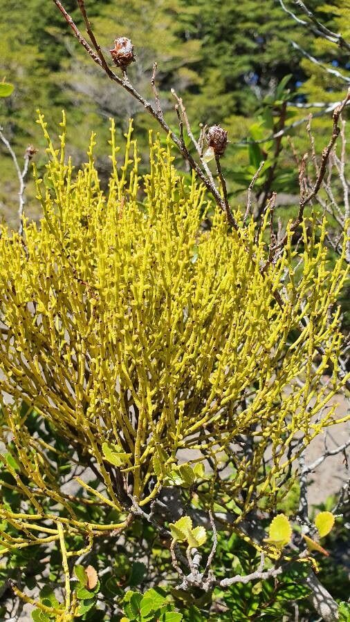 Misodendrum punctulatum — search result for 'Nothofagus'