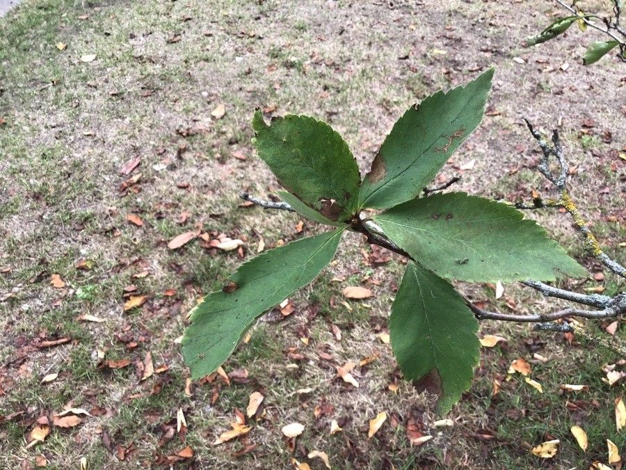 Crataegus nigra — search result for 'Albania'