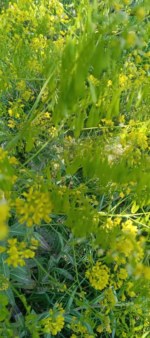 Isatis tinctoria fruit