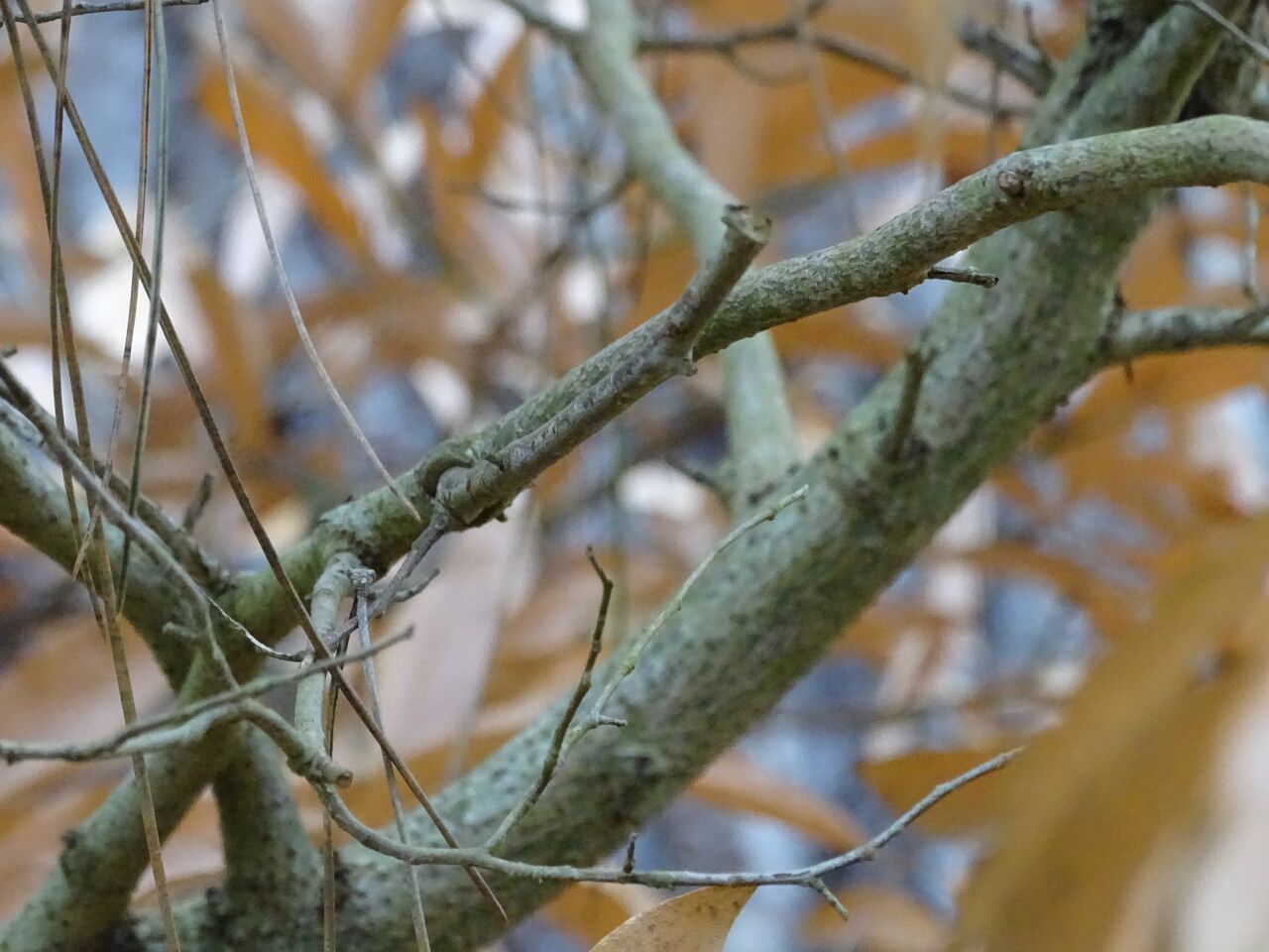 Lindera angustifolia bark