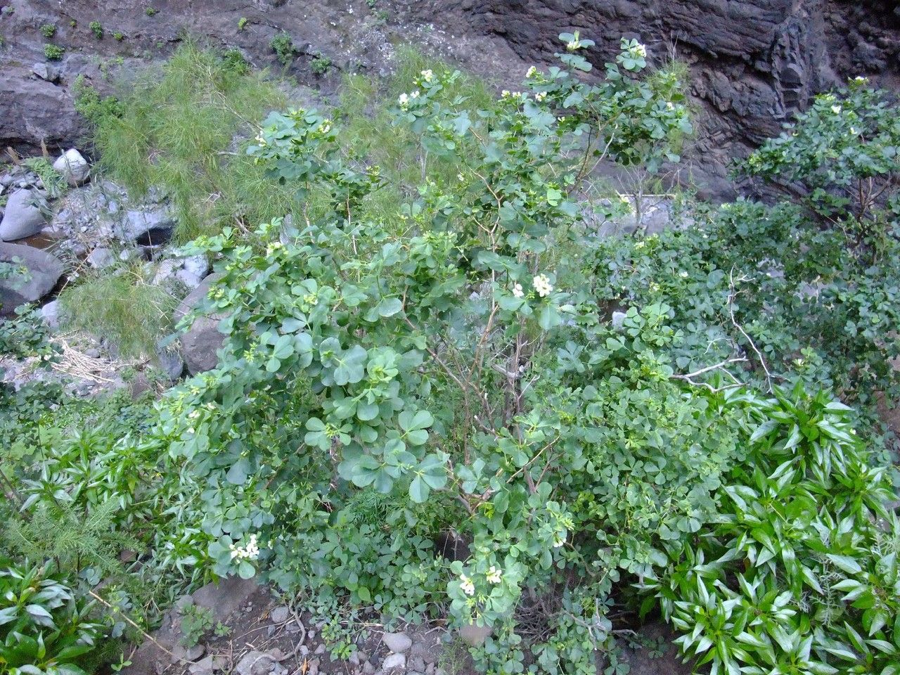 Dorycnium broussonetii habit