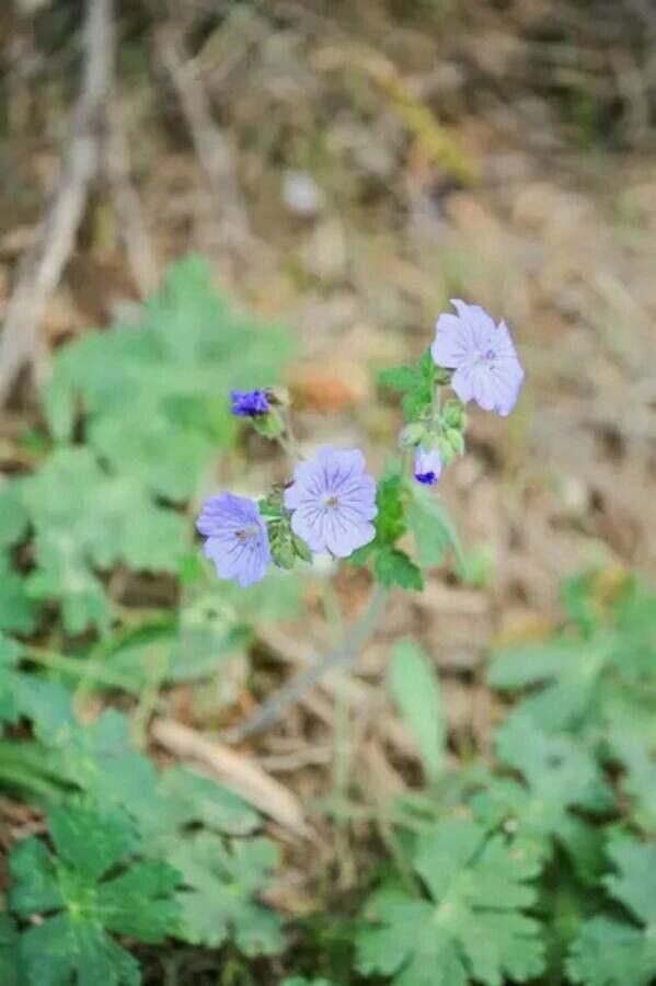 Geranium libanoticum — houseplant care guide
