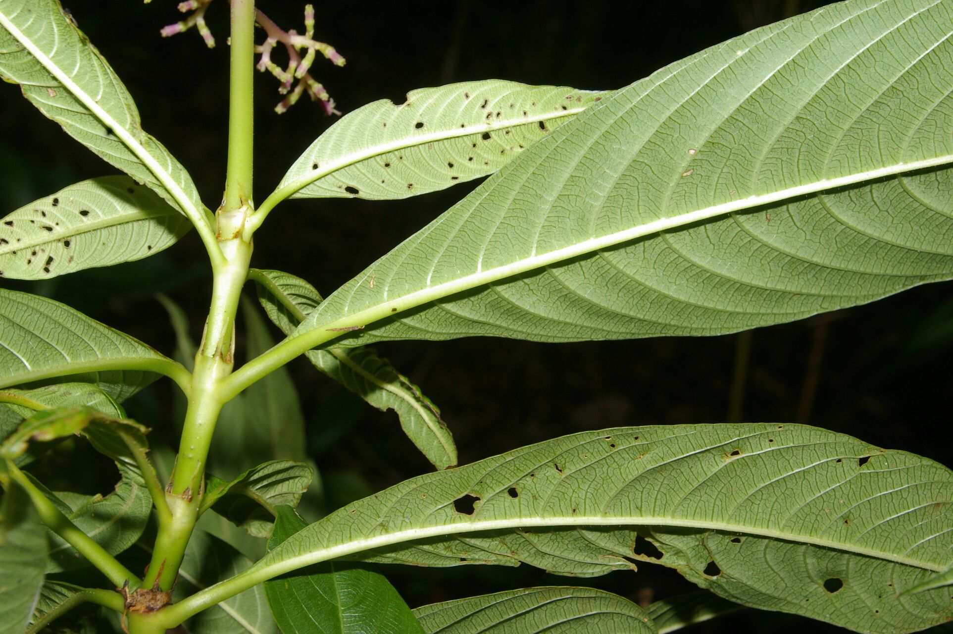 Palicourea angustifolia leaf