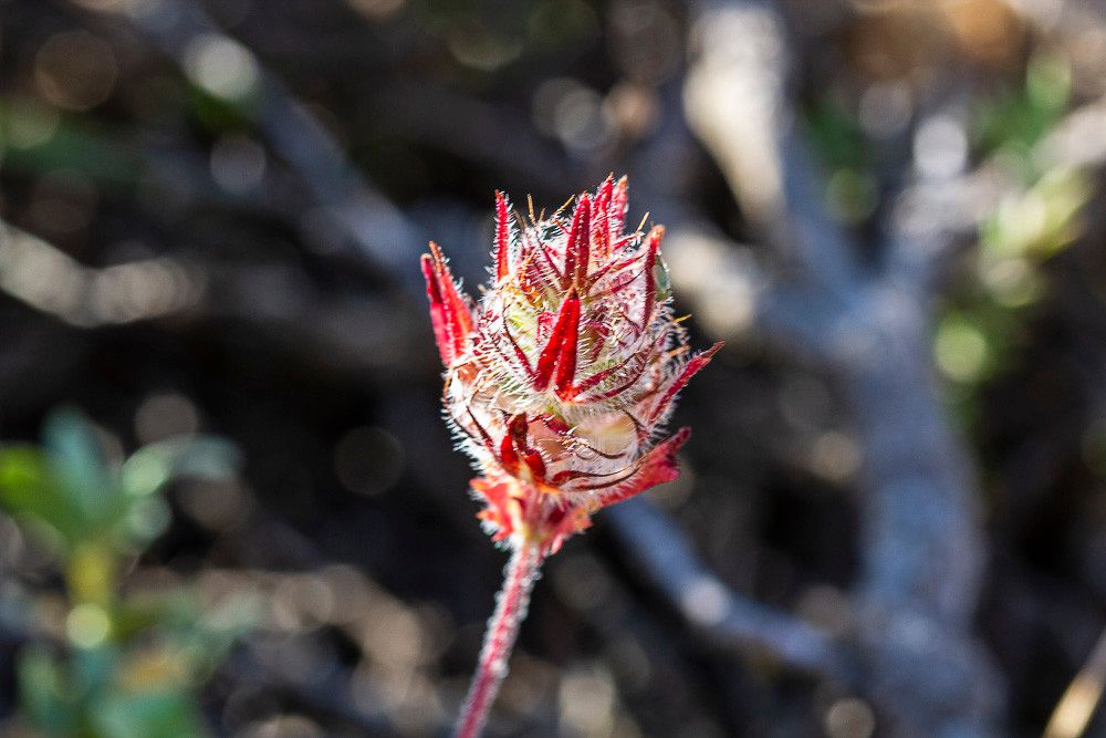 Cleonia lusitanica flower