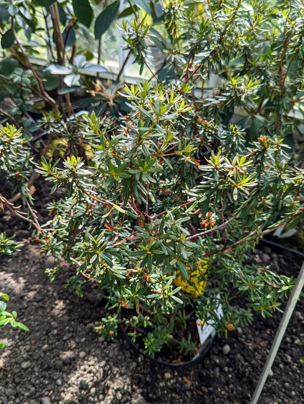 Rhododendron quadrasianum habit